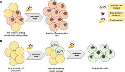 Editorial: The impact of genetics on CRC therapy: from adaptive mutability to drug resistance